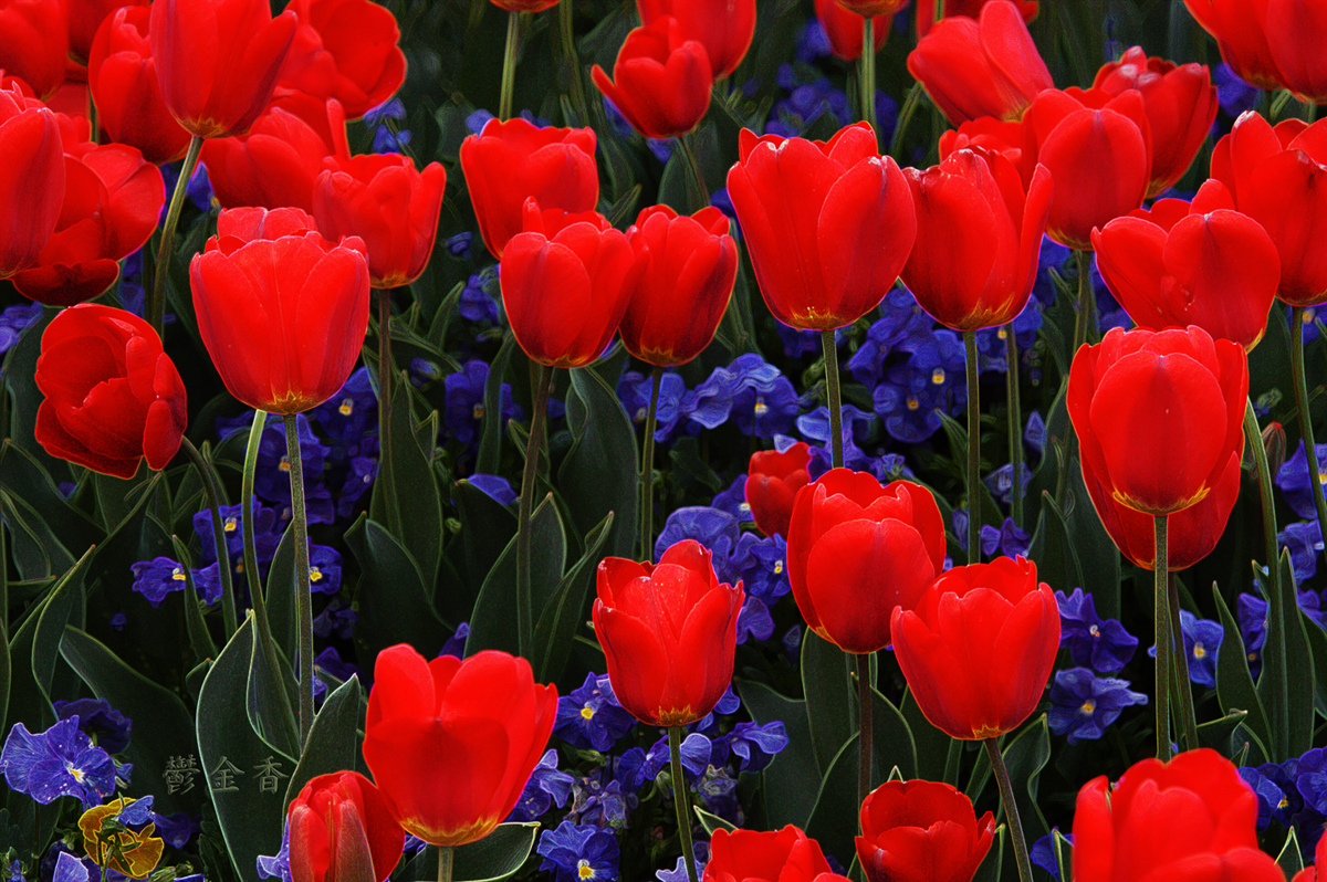 Red tulips, blue pansies