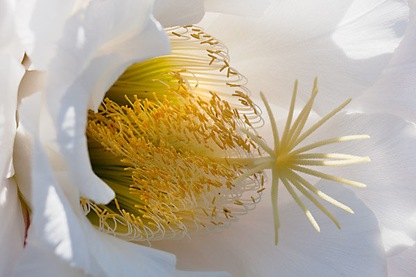 close-up of the inside of a white cactus flower