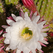 white cactus flower with red bud